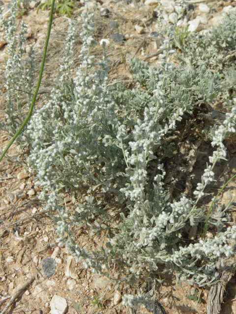 Artemisia bigelovii (Bigelow sage) #85530