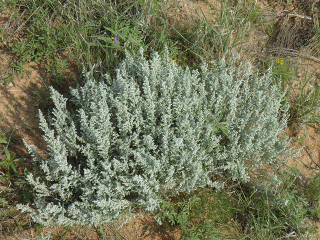 Artemisia bigelovii (Bigelow sage) #85531