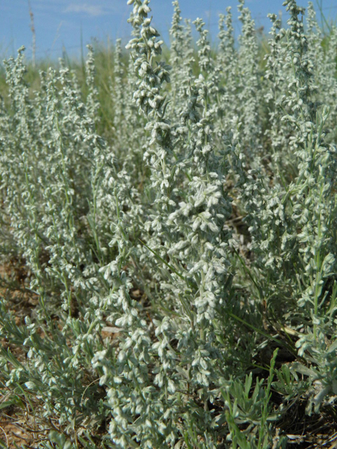 Artemisia bigelovii (Bigelow sage) #85532