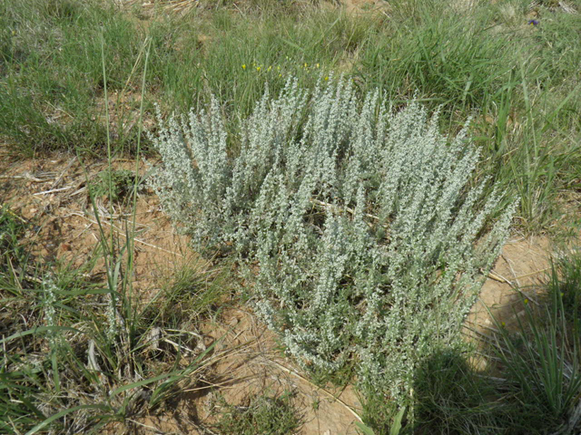 Artemisia bigelovii (Bigelow sage) #85533
