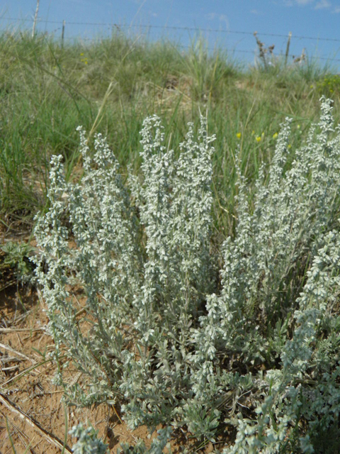 Artemisia bigelovii (Bigelow sage) #85534