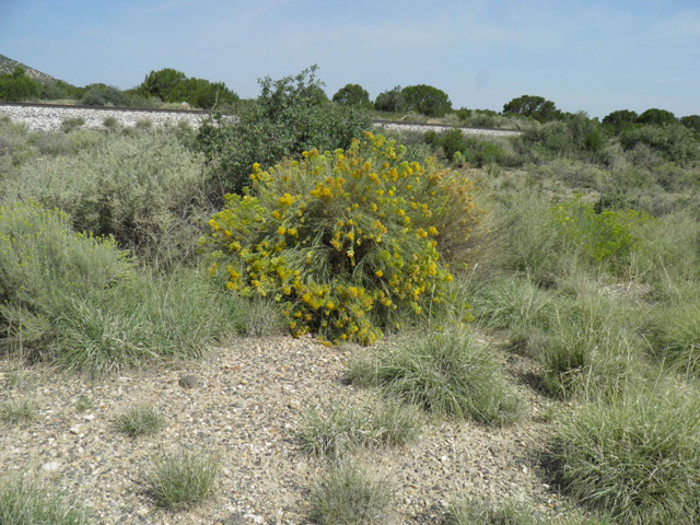 Ericameria nauseosa ssp. nauseosa var. nauseosa (Rubber rabbitbrush) #85536