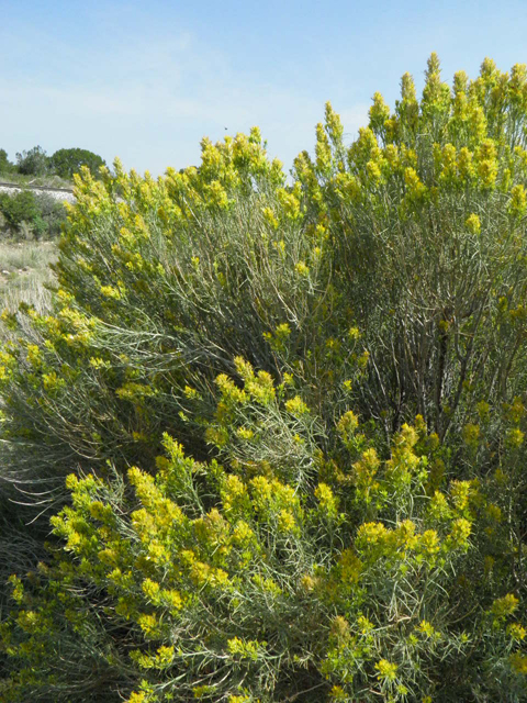Ericameria nauseosa ssp. nauseosa var. nauseosa (Rubber rabbitbrush) #85538
