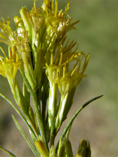 Ericameria nauseosa ssp. nauseosa var. nauseosa (Rubber rabbitbrush) #85540