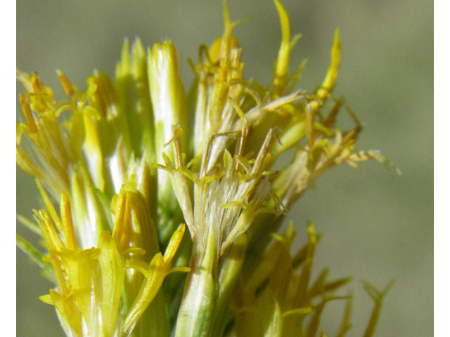 Ericameria nauseosa ssp. nauseosa var. nauseosa (Rubber rabbitbrush) #85541