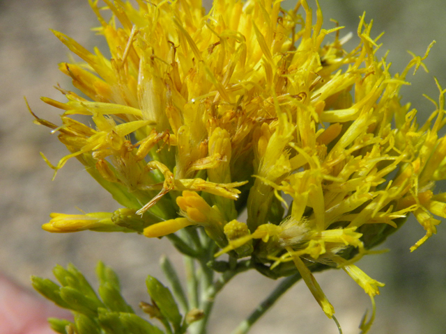 Ericameria nauseosa ssp. nauseosa var. nauseosa (Rubber rabbitbrush) #85542