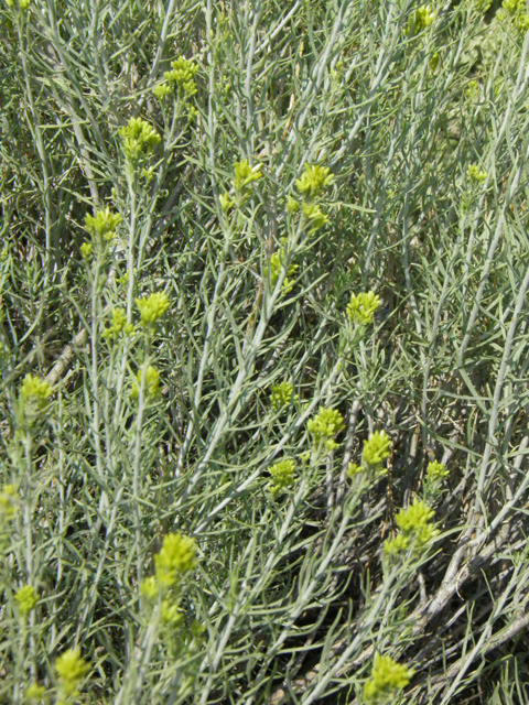 Ericameria nauseosa ssp. nauseosa var. nauseosa (Rubber rabbitbrush) #85547