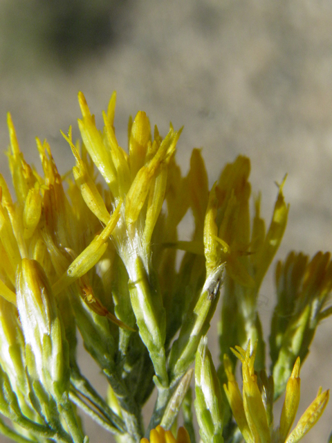 Ericameria nauseosa ssp. nauseosa var. nauseosa (Rubber rabbitbrush) #85553