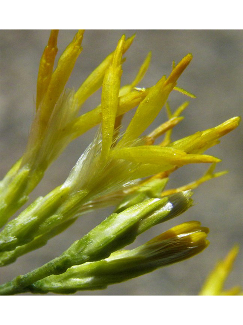 Ericameria nauseosa ssp. nauseosa var. nauseosa (Rubber rabbitbrush) #85555