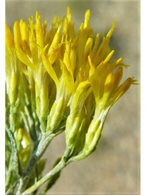 Ericameria nauseosa ssp. nauseosa var. nauseosa (Rubber rabbitbrush) #85556