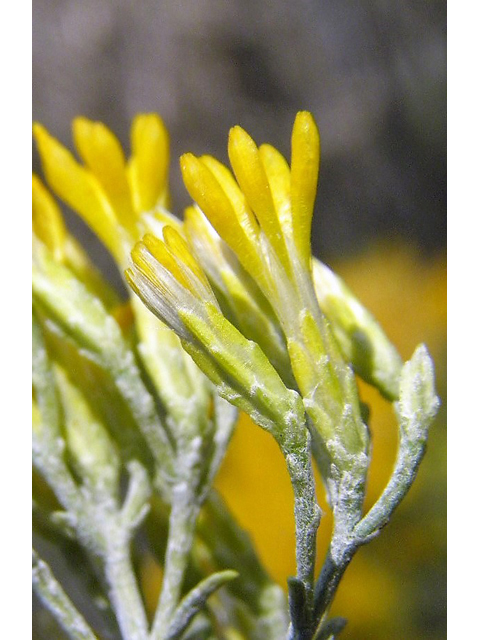 Ericameria nauseosa ssp. nauseosa var. nauseosa (Rubber rabbitbrush) #85558