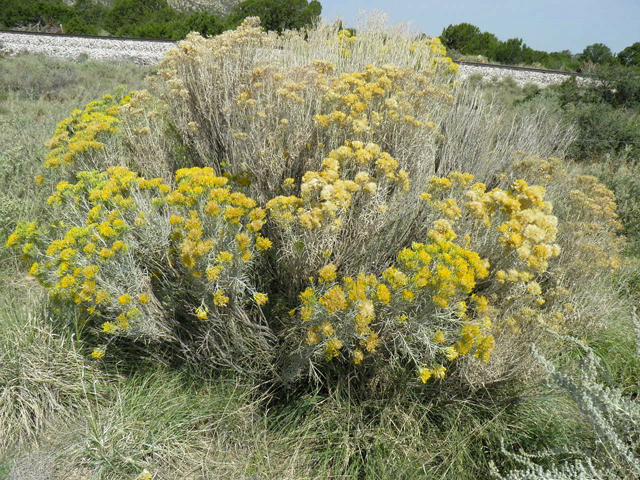Ericameria nauseosa ssp. nauseosa var. nauseosa (Rubber rabbitbrush) #85559