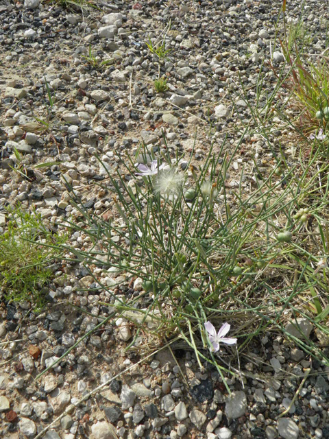 Stephanomeria pauciflora (Brownplume wirelettuce) #85590