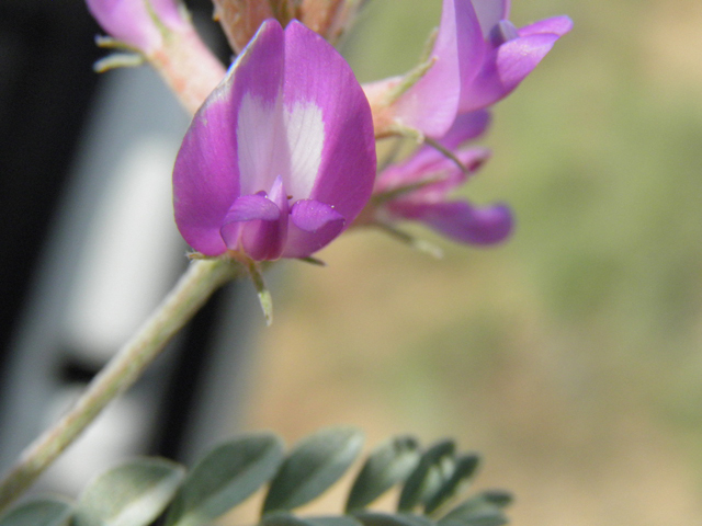 Astragalus amphioxys (Crescent milkvetch) #85638