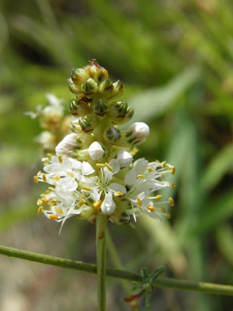 Dalea candida (White prairie clover) #85654