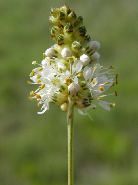 Dalea candida (White prairie clover) #85655