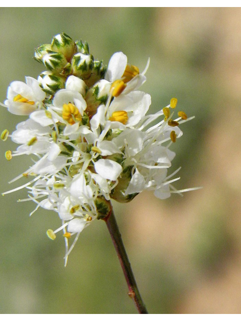Dalea candida (White prairie clover) #85656