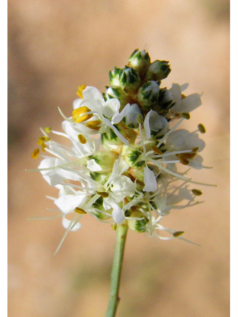 Dalea candida (White prairie clover) #85657