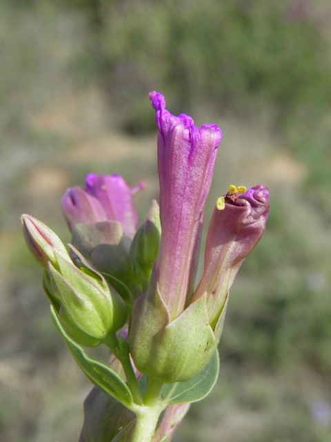 Mirabilis multiflora (Colorado four o'clock) #85691