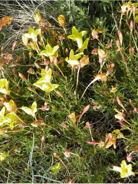 Calylophus hartwegii ssp. filifolius (Hartweg's sundrops) #85700