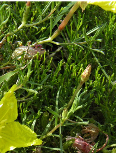 Calylophus hartwegii ssp. filifolius (Hartweg's sundrops) #85701