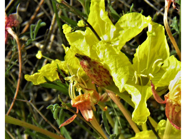 Calylophus hartwegii ssp. filifolius (Hartweg's sundrops) #85702
