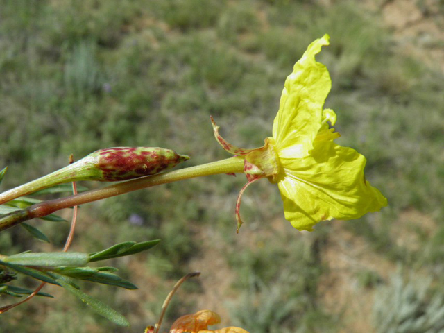 Calylophus hartwegii ssp. filifolius (Hartweg's sundrops) #85703