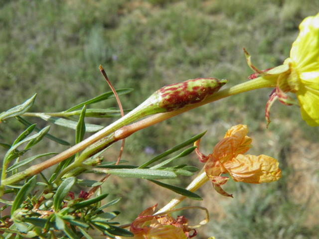 Calylophus hartwegii ssp. filifolius (Hartweg's sundrops) #85704
