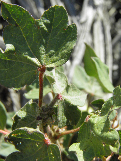Gossypium hirsutum (Upland cotton) #85783