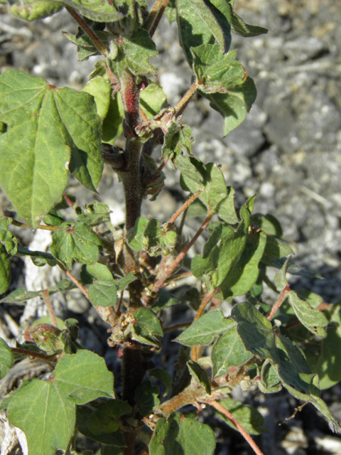 Gossypium hirsutum (Upland cotton) #85784
