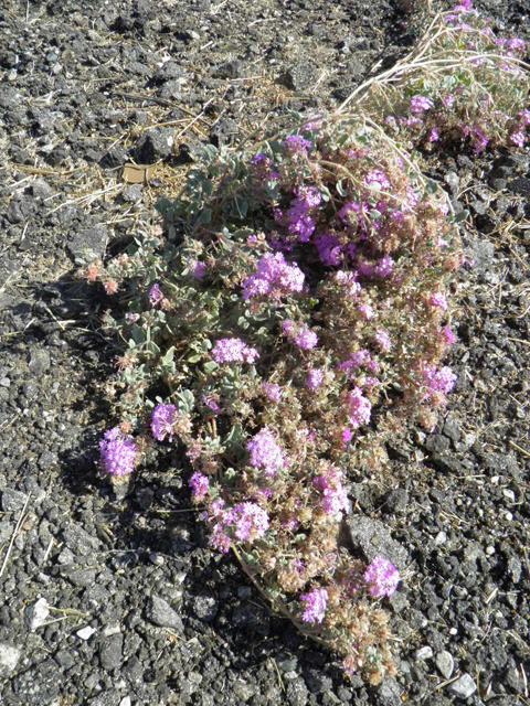 Abronia villosa (Desert sand verbena) #85787