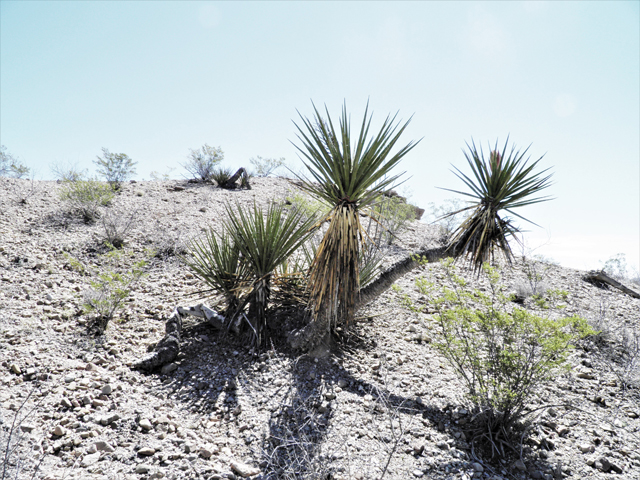 Yucca torreyi (Torrey yucca) #85809