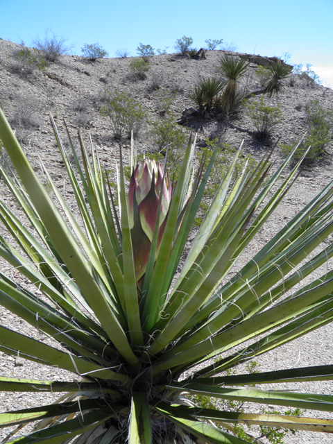 Yucca torreyi (Torrey yucca) #85810