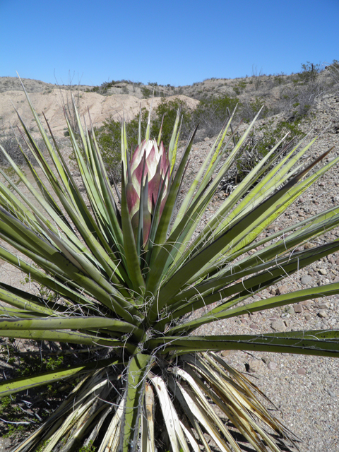 Yucca torreyi (Torrey yucca) #85811