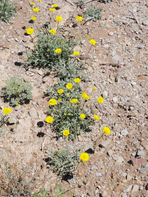 Baileya multiradiata (Desert marigold) #85814