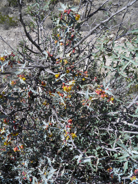 Mahonia trifoliolata (Agarita) #85822