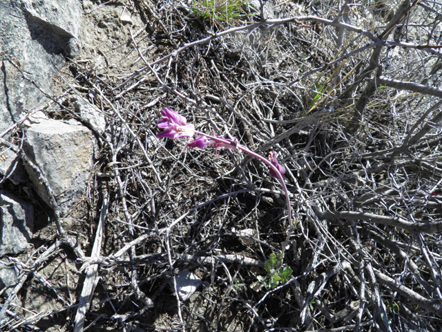 Streptanthus carinatus ssp. carinatus (Lyreleaf jewelflower) #85867