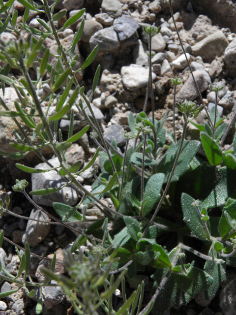 Draba cuneifolia (Wedgeleaf draba) #85869