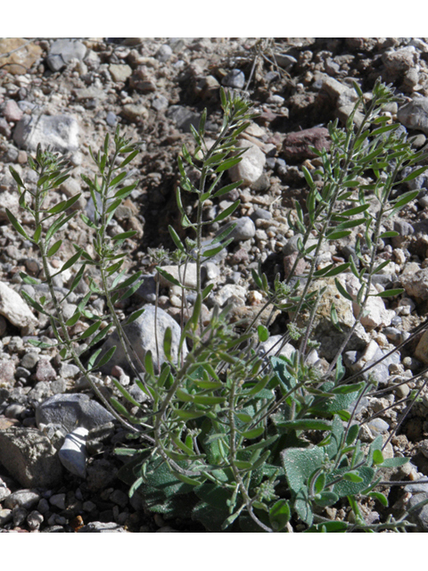Draba cuneifolia (Wedgeleaf draba) #85872
