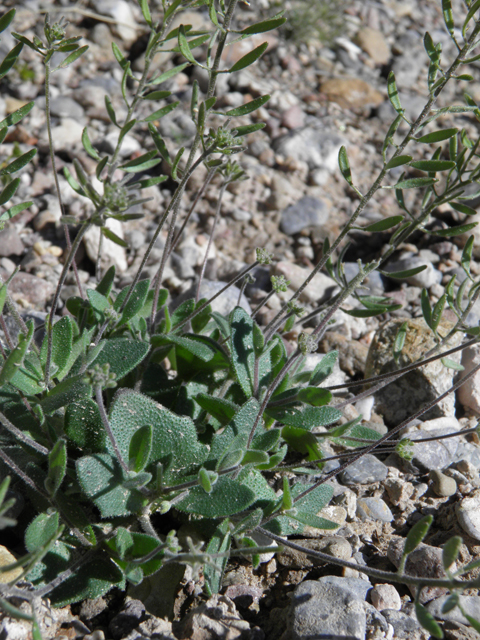 Draba cuneifolia (Wedgeleaf draba) #85873