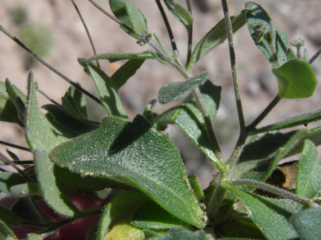Draba cuneifolia (Wedgeleaf draba) #85876