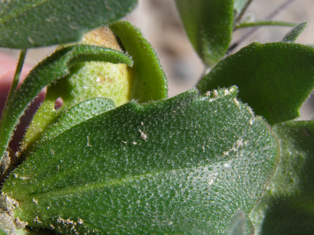 Draba cuneifolia (Wedgeleaf draba) #85877