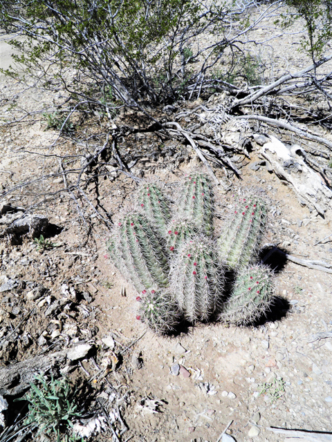 Echinocereus coccineus (Scarlet hedgehog cactus) #85886