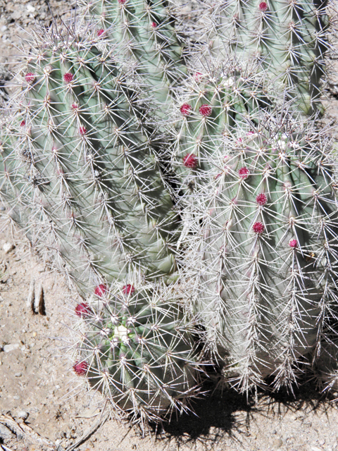 Echinocereus coccineus (Scarlet hedgehog cactus) #85887