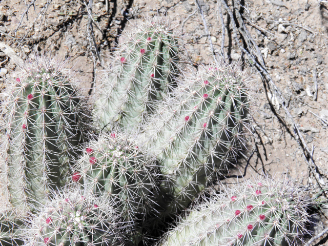 Echinocereus coccineus (Scarlet hedgehog cactus) #85888