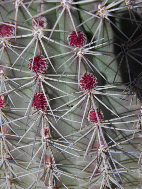 Echinocereus coccineus (Scarlet hedgehog cactus) #85889