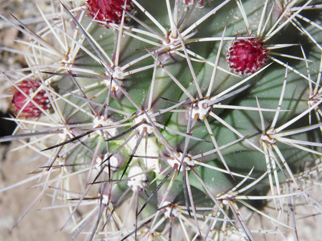 Echinocereus coccineus (Scarlet hedgehog cactus) #85890