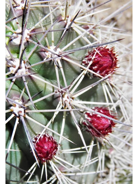 Echinocereus coccineus (Scarlet hedgehog cactus) #85891
