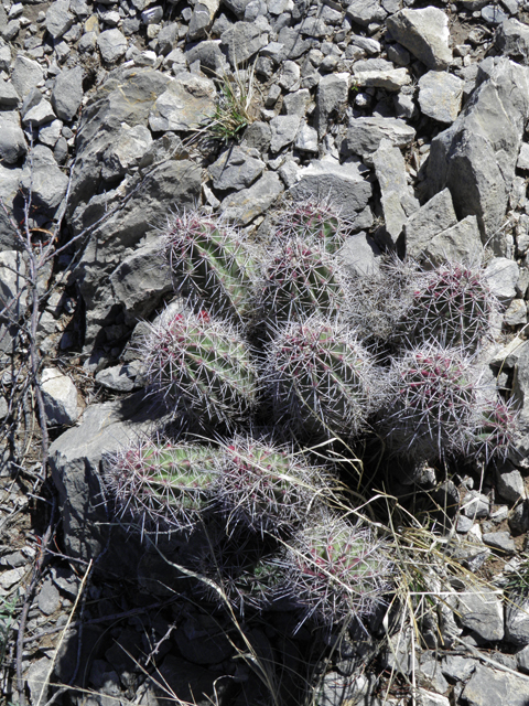 Echinocereus coccineus (Scarlet hedgehog cactus) #85892