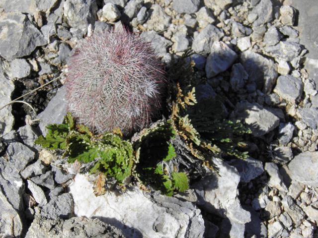 Echinocereus dasyacanthus (Texas rainbow cactus) #85893